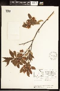 Salix serissima image