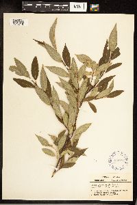 Salix serissima image
