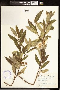 Salix serissima image