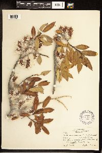 Salix serissima image