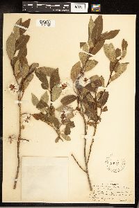 Salix serissima image