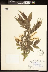 Salix serissima image