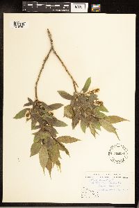 Salix serissima image