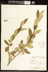 Salix serissima image