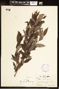 Salix serissima image