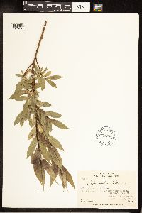 Salix serissima image