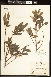 Salix serissima image