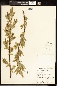 Salix serissima image