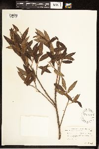 Salix serissima image