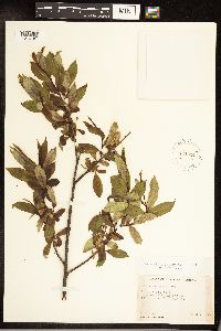 Salix serissima image