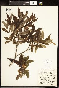Salix serissima image