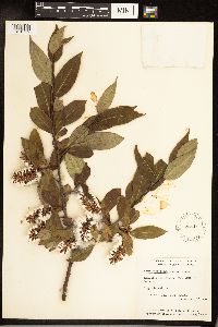 Salix serissima image