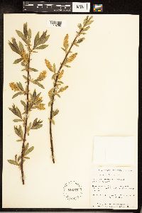 Salix serissima image