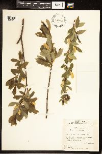 Salix serissima image