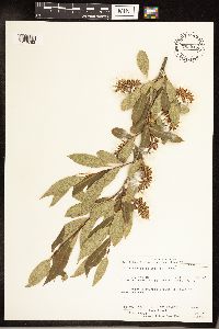 Salix serissima image