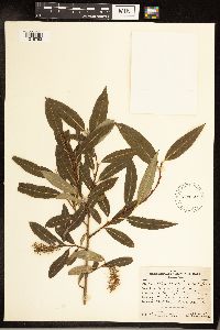 Salix serissima image