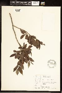 Salix serissima image