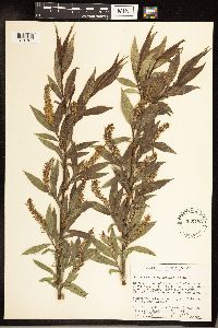 Salix serissima image