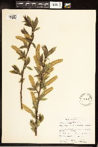 Salix serissima image
