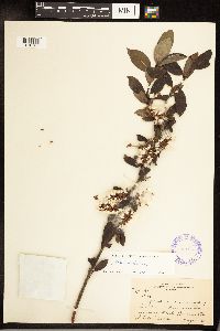 Salix serissima image