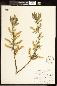 Salix serissima image