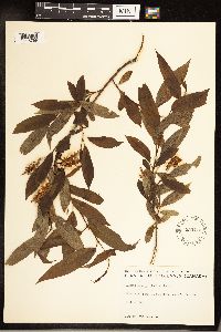 Salix serissima image