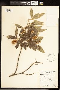 Salix serissima image