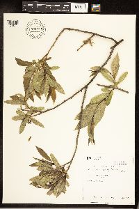 Salix serissima image