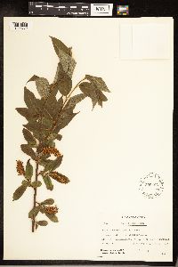 Salix serissima image