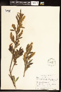Salix serissima image