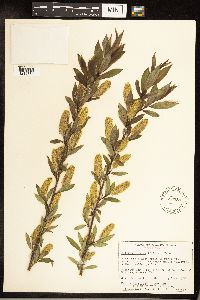 Salix serissima image