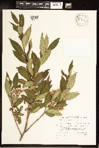 Salix serissima image