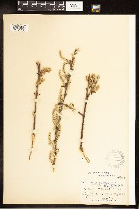 Salix sitchensis image