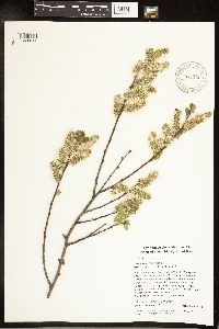 Salix discolor image