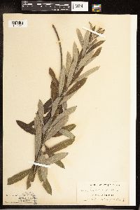 Salix humilis image