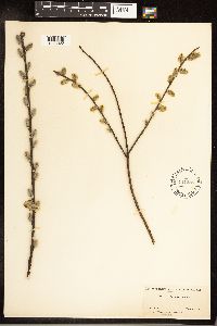 Salix humilis image