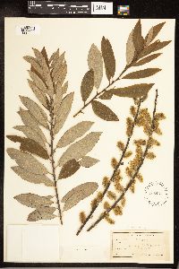 Salix humilis image
