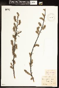 Salix petiolaris image