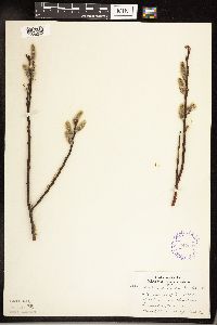 Salix discolor image