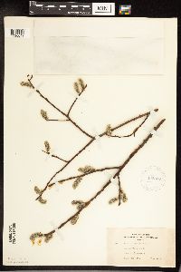 Salix discolor image