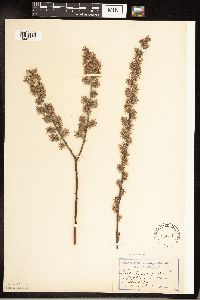 Salix humilis image