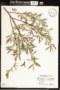 Salix petiolaris image