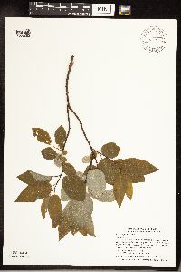 Salix pyrifolia image