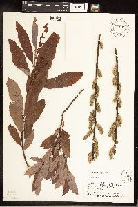 Salix discolor image