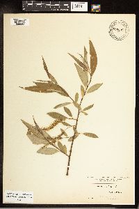 Salix alba image