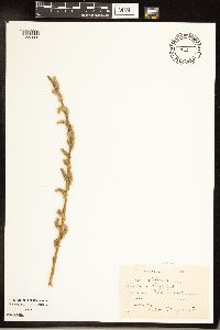 Salix alba image