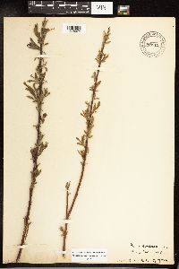 Salix cordata image