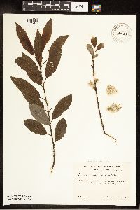 Salix discolor image