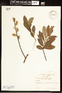 Salix discolor image