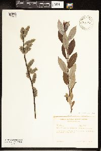 Salix discolor image